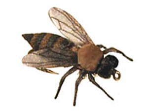 Honeybee - Kattintásra bezárul