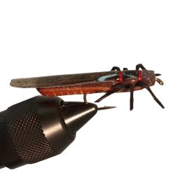 Traun River Salmonfly