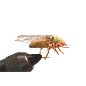 Traun River Cicada olive