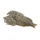 Whiting 4 B's Hen Cape Grizzly (74801001)