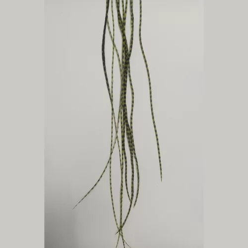 Kaland Whiting Saddle Grizly / Olív