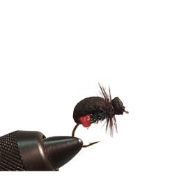 Traun River Red Butt