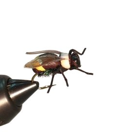 Traun River Bumblebee