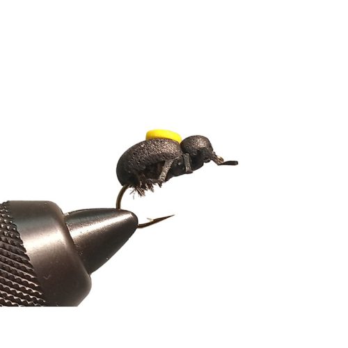 Traun River Peacock Beetle