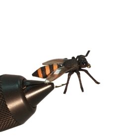 Traun River Honey Bee Orange