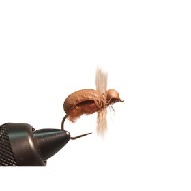 Traun River Cocchafer