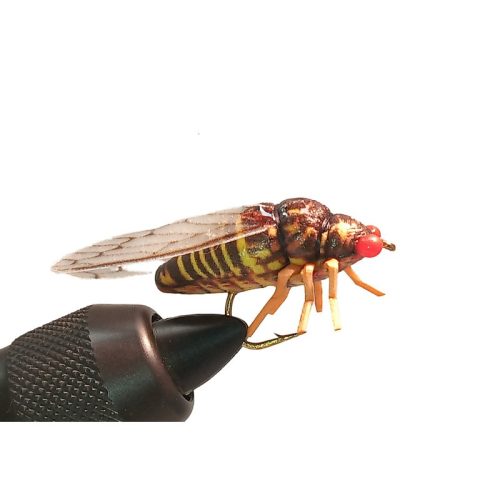 Traun River Cicada