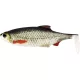 WESTIN Ricky the Roach Shadtail 18cm 85g Real Roach 1pc